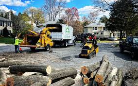 How Our Tree Care Process Works  in Mechanicville, NY